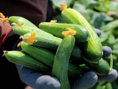 چرا «خیار» در بازار گران شد؟