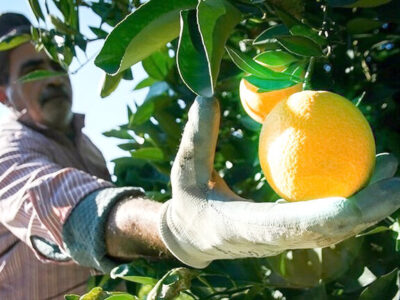 برداشت «مرکبات» از باغات کرمانشاه آغاز شد