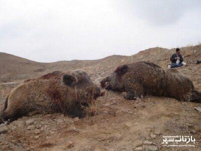 کشف لاشه ۲ رأس گراز وحشی از شکارچیان متخلف در پاوه