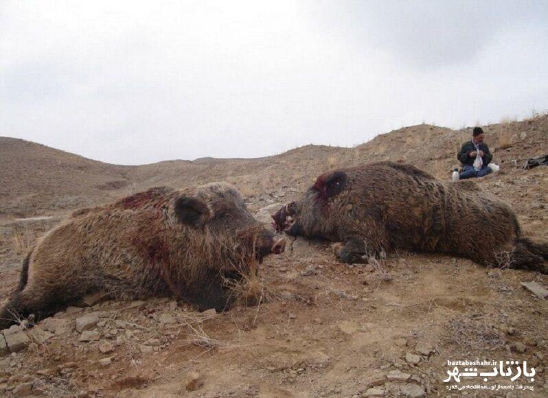 کشف لاشه ۲ رأس گراز وحشی از شکارچیان متخلف در پاوه