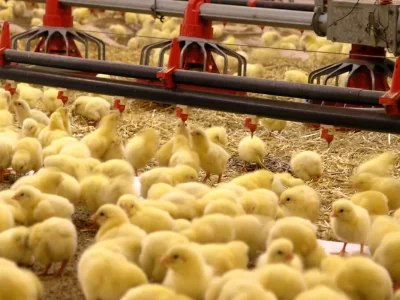 افزایش ۲۶ درصدی جوجه‌ریزی در مرغداری‌های کرمانشاه
