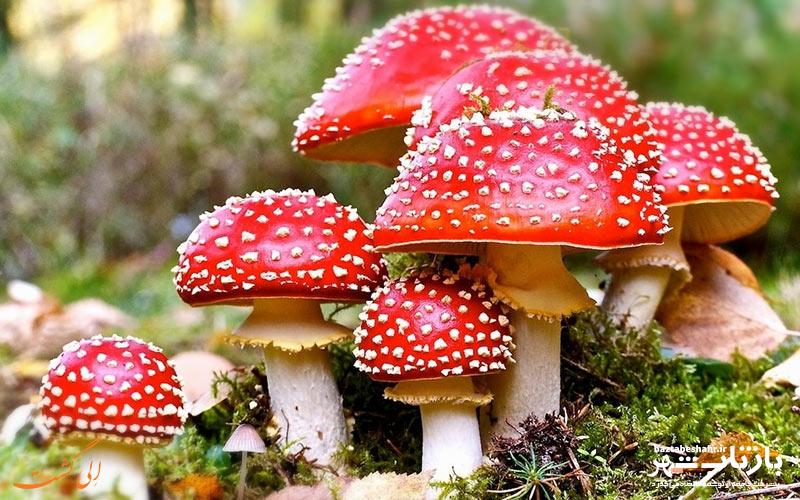 مسمومیت ۳ نفر در کرمانشاه به دلیل مصرف قارچ کوهی