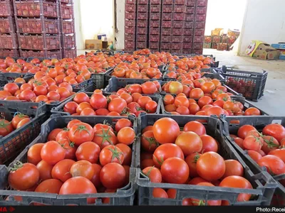 پذیرش کامیون‌های حامل گوجه‌فرنگی از سوی طرف عراقی در مرز پرویزخان